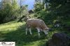 CRW_3661_JFR.jpg
